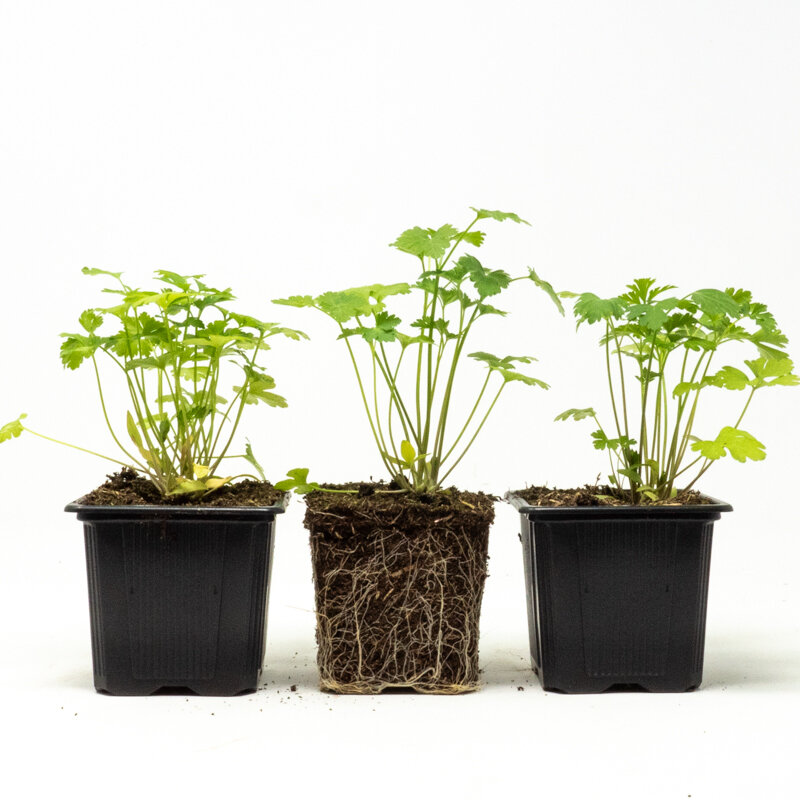 Plants de Fleurs, aromatiques & médicinales - Persil Simple 3 plants bio