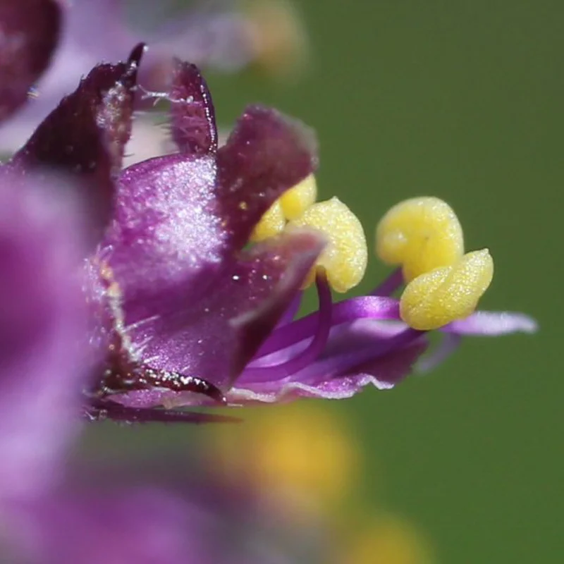 Basilics et Tulsis - Tulsi Krishna