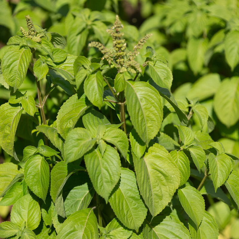 Basilics et Tulsis - Green Pepper
