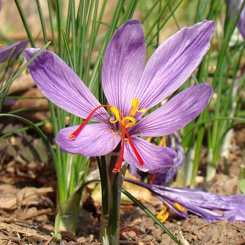 Bulbes de Safran - Bulbe de safran - Crocus sativus (calibre 9-11) 10 bulbes à safran