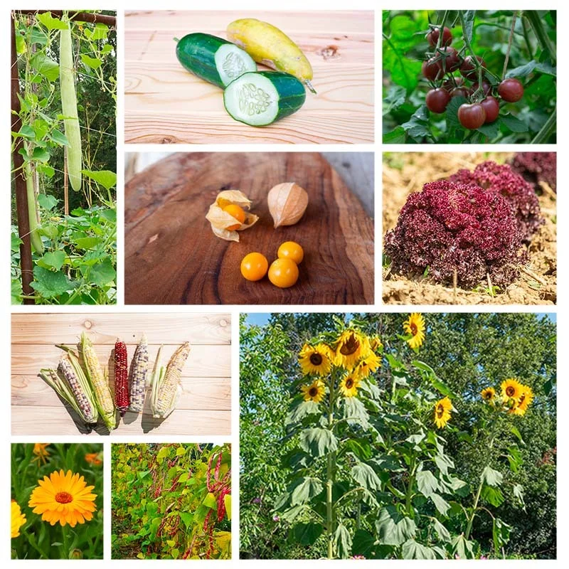 Assortiments Fertiles - Assortiment - Le potager des enfants