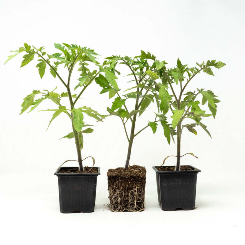 Plants de Tomates - Tomate Ananas 3 plants bio