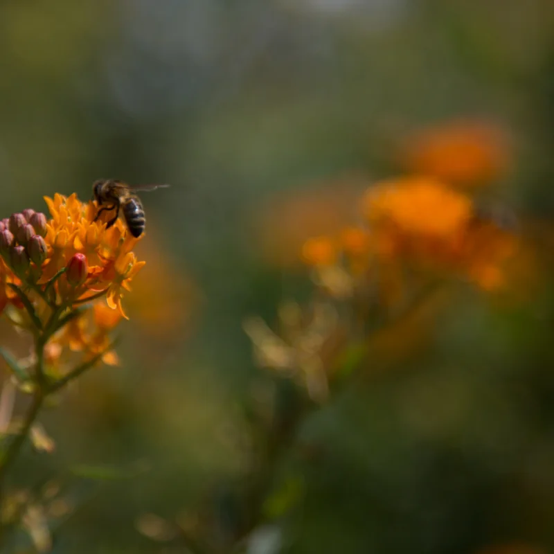 Asclepias - Asclepias tuberosa