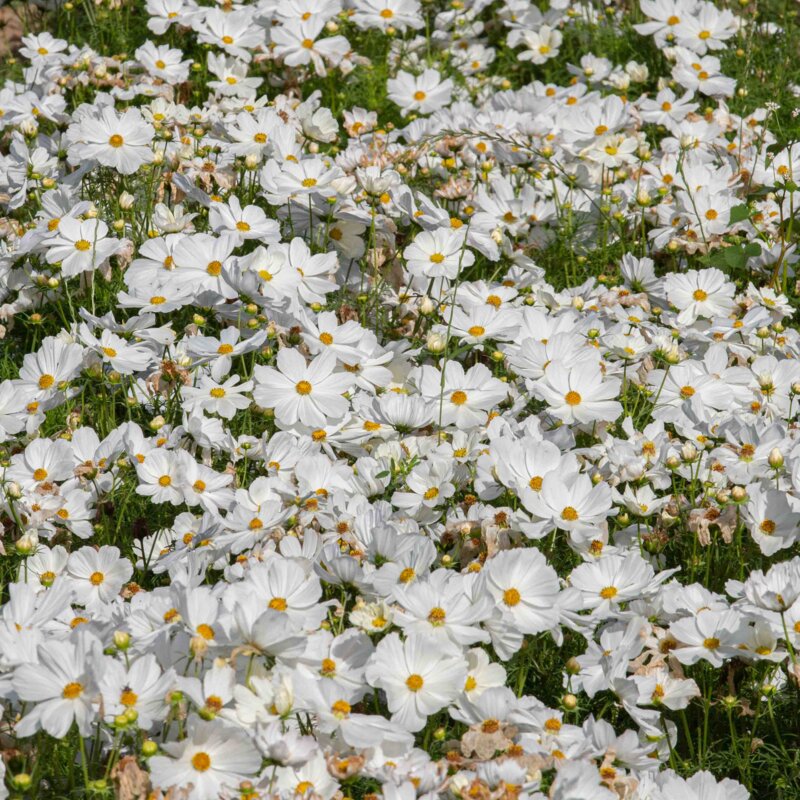 Cosmos - Blanc Pur