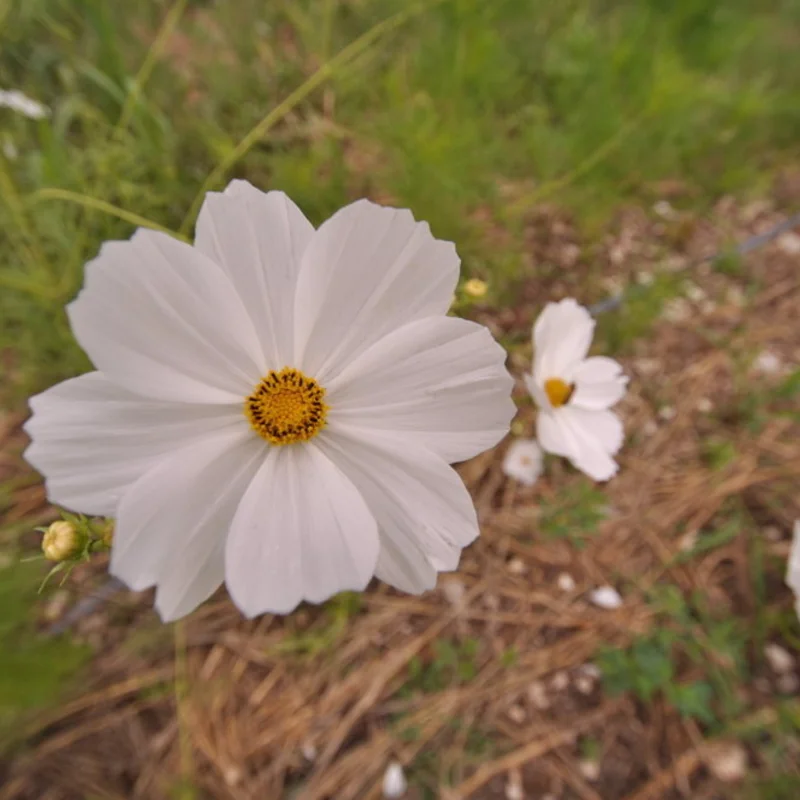 Cosmos - Blanc Pur