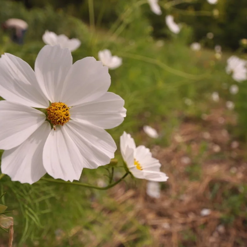 Cosmos - Blanc Pur