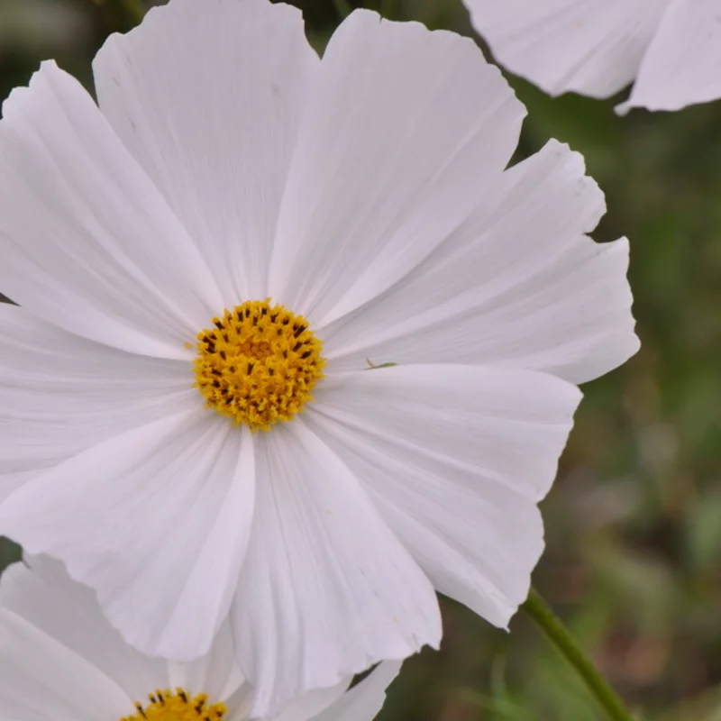 Cosmos - Blanc Pur