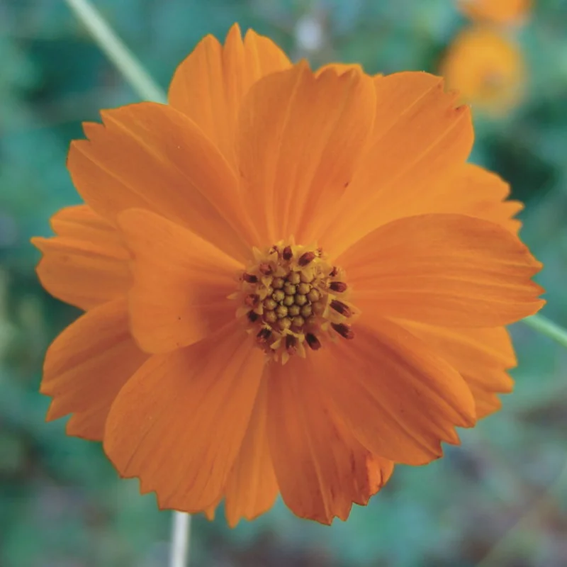 Cosmos - Orange