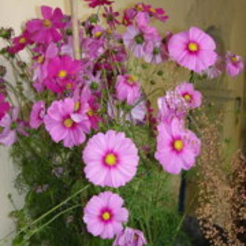 Cosmos - Rose