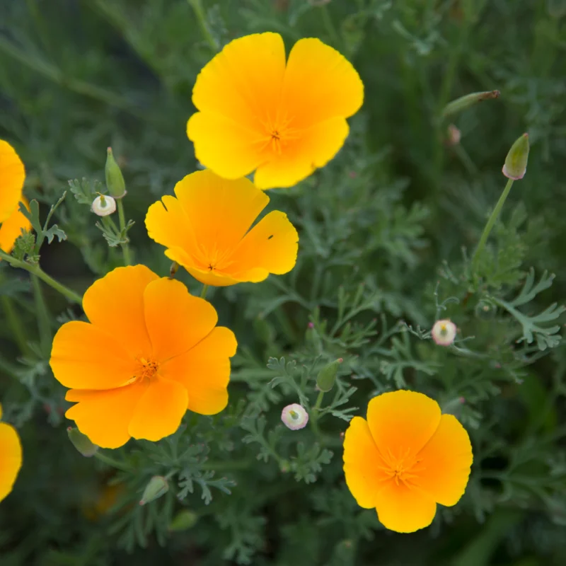 Coquelicots de Californie - Orange