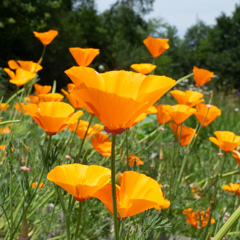 Coquelicots de Californie - Orange