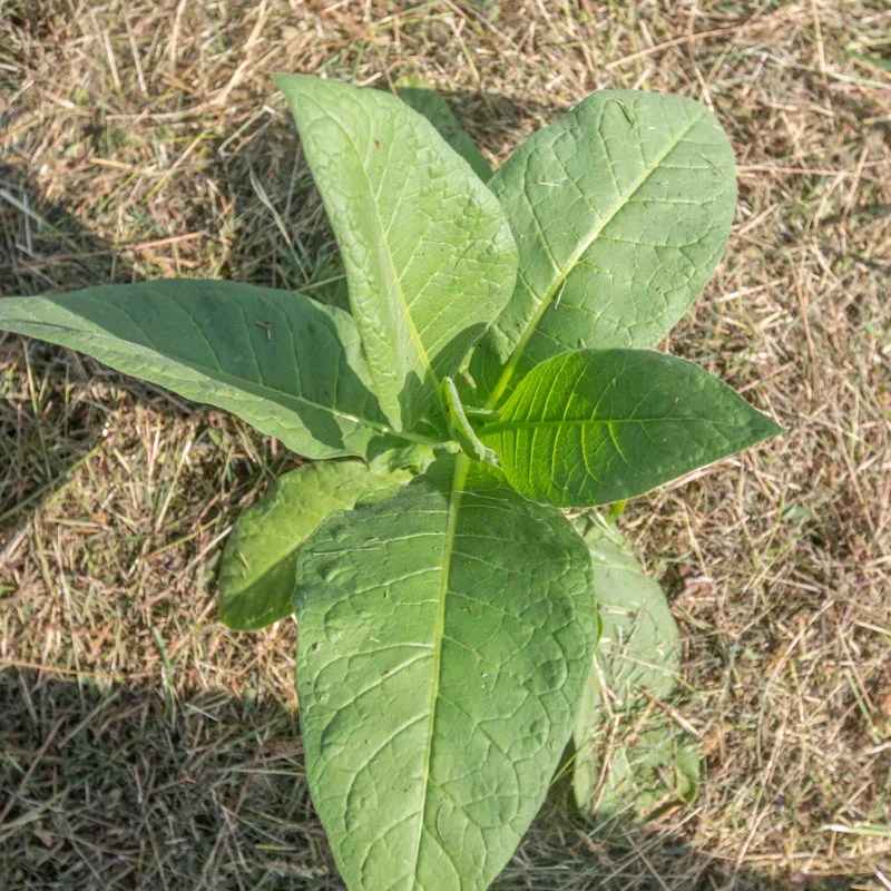 Tabacs - Connecticut Broadleaf