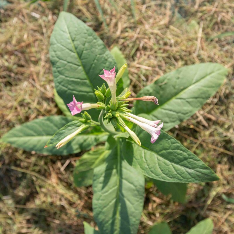 Tabacs - Silk Leaf