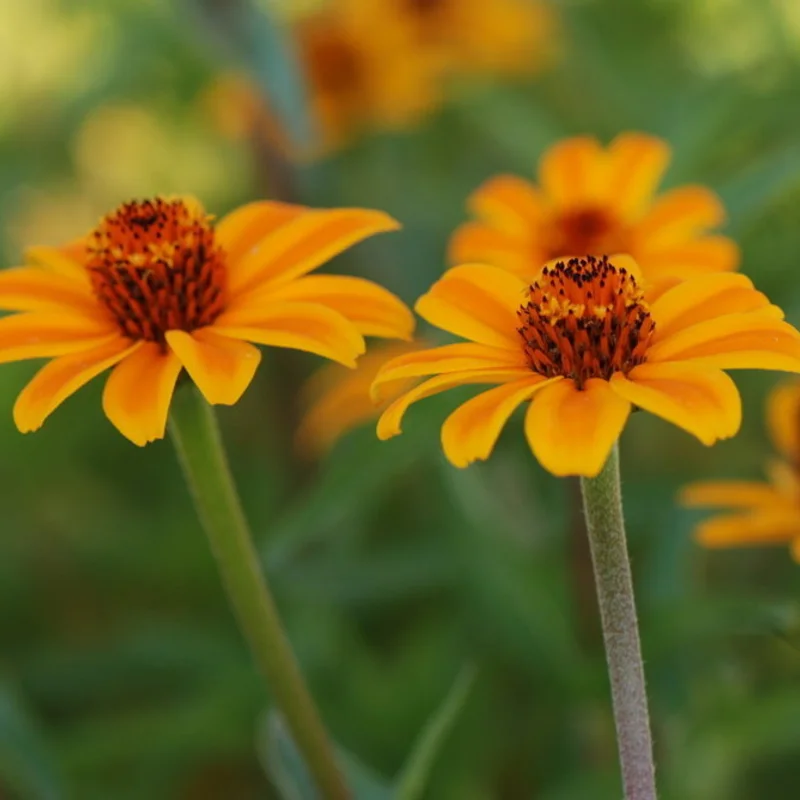 Zinnias - Old Mexico