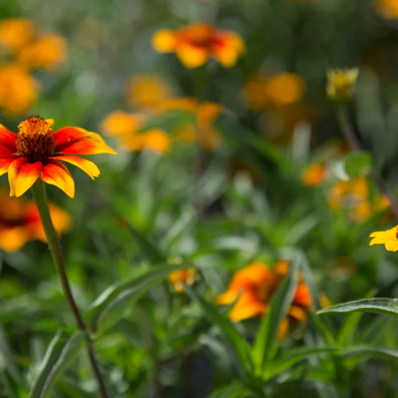 Zinnias - Old Mexico