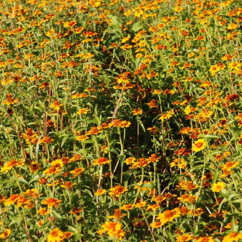 Zinnias - Old Mexico