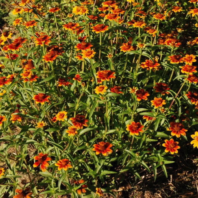 Zinnias - Old Mexico