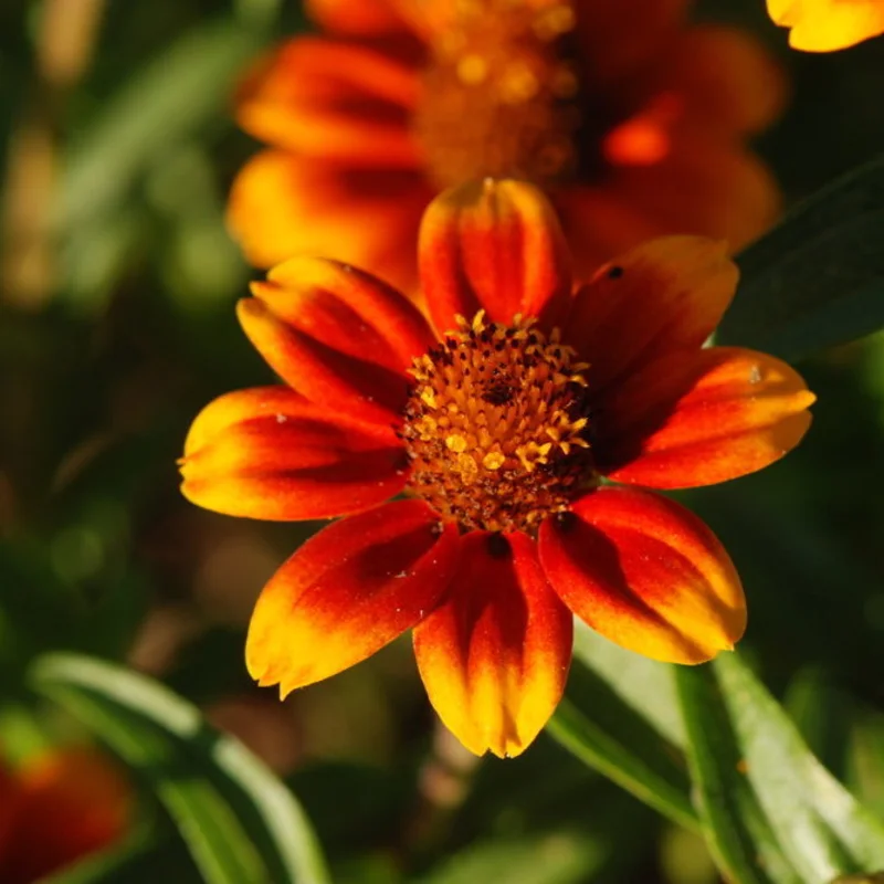 Zinnias - Old Mexico