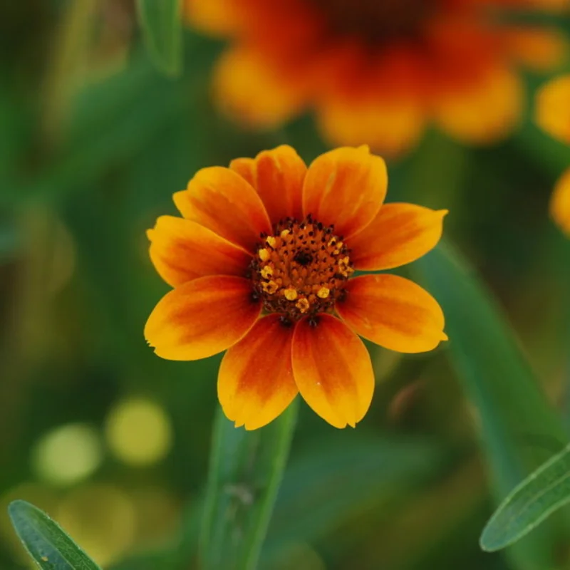 Zinnias - Old Mexico