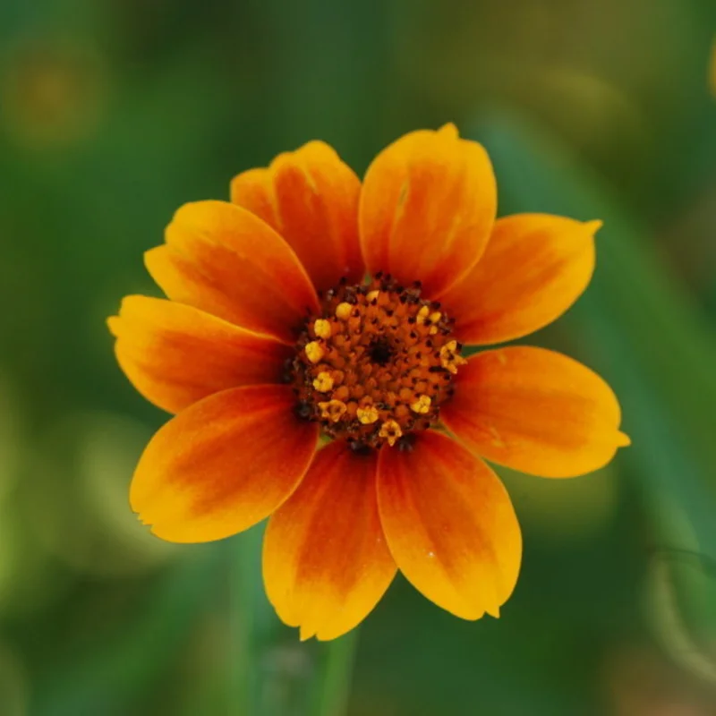 Zinnias - Old Mexico