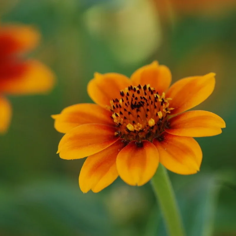 Zinnias - Old Mexico