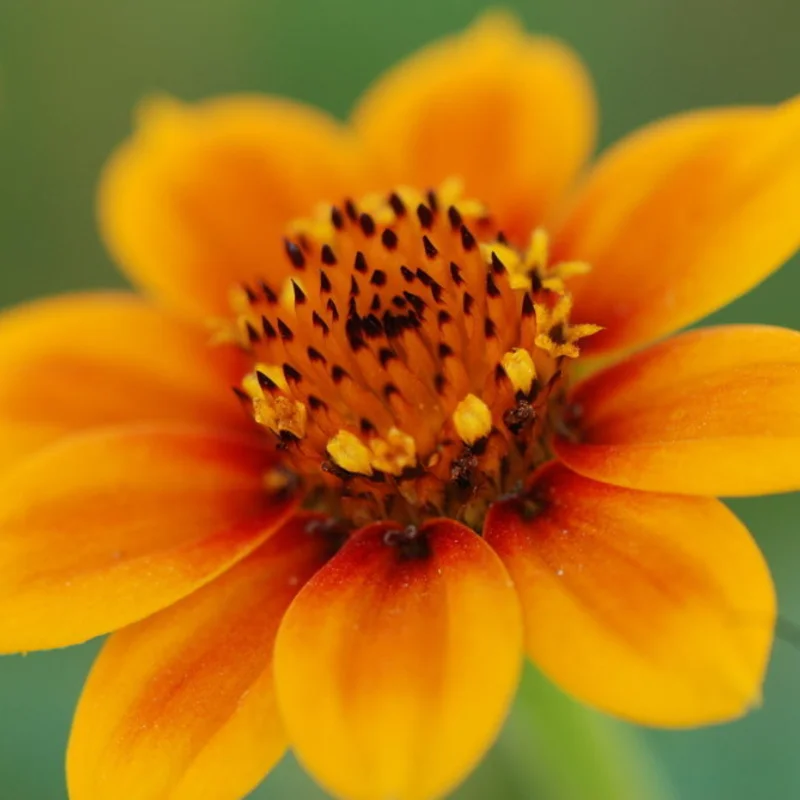 Zinnias - Old Mexico