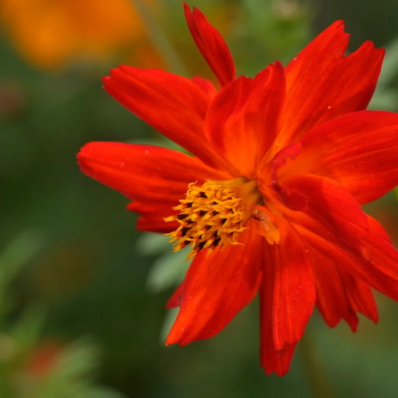 Cosmos - Alex Orange à Rouge