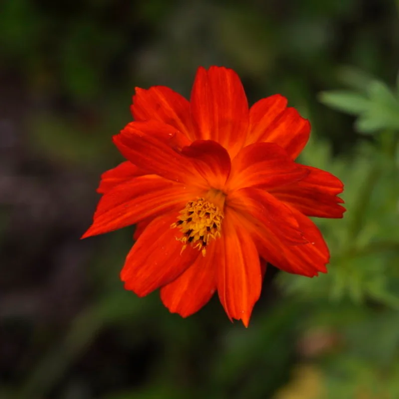 Cosmos - Alex Orange à Rouge