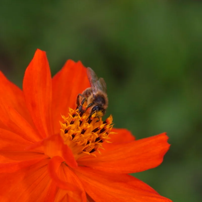 Cosmos - Alex Orange à Rouge