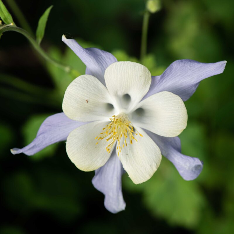 Ancolies - Ancolie Bleue à Fleurs Précoces