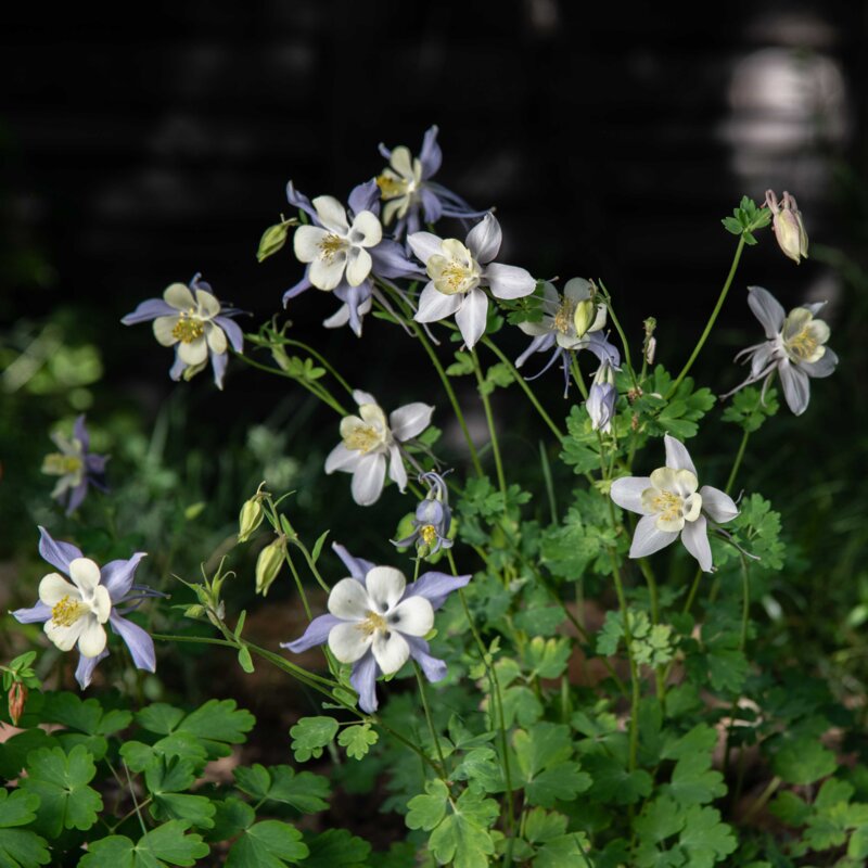 Ancolies - Ancolie Bleue à Fleurs Précoces