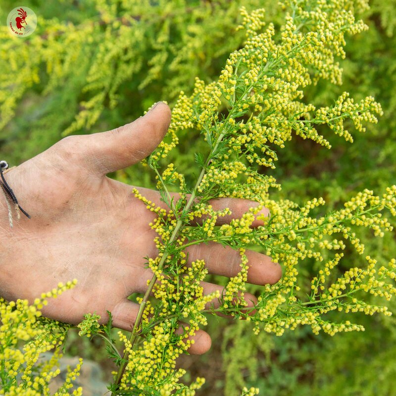 Graines d'Armoise annuelle - Artemisia Annua - ByKoB