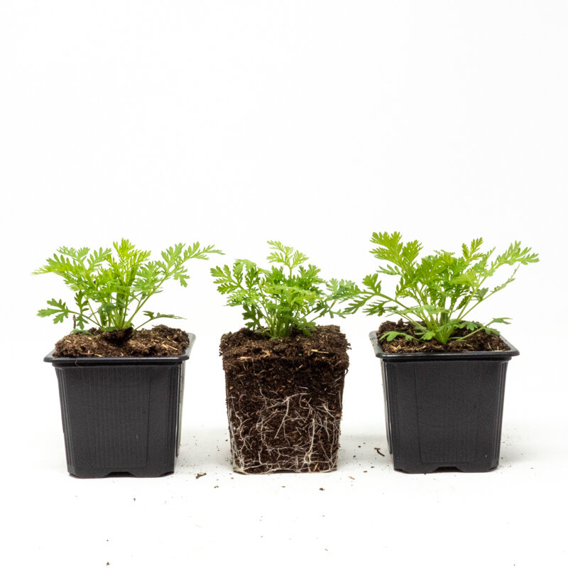 Plants de Fleurs, aromatiques & médicinales - Artemisia annua 3 plants bio