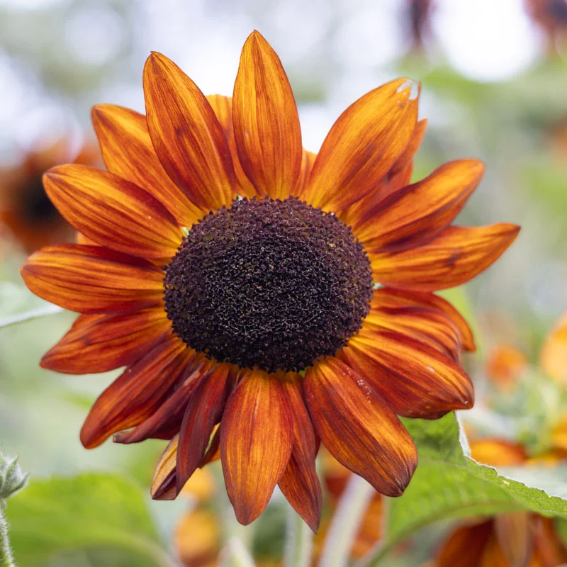 Tournesols à fleurs - Red Sun