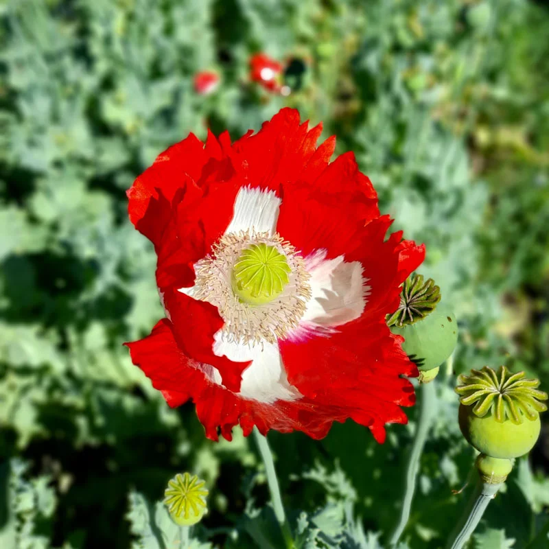 Pavots - Danish Flag