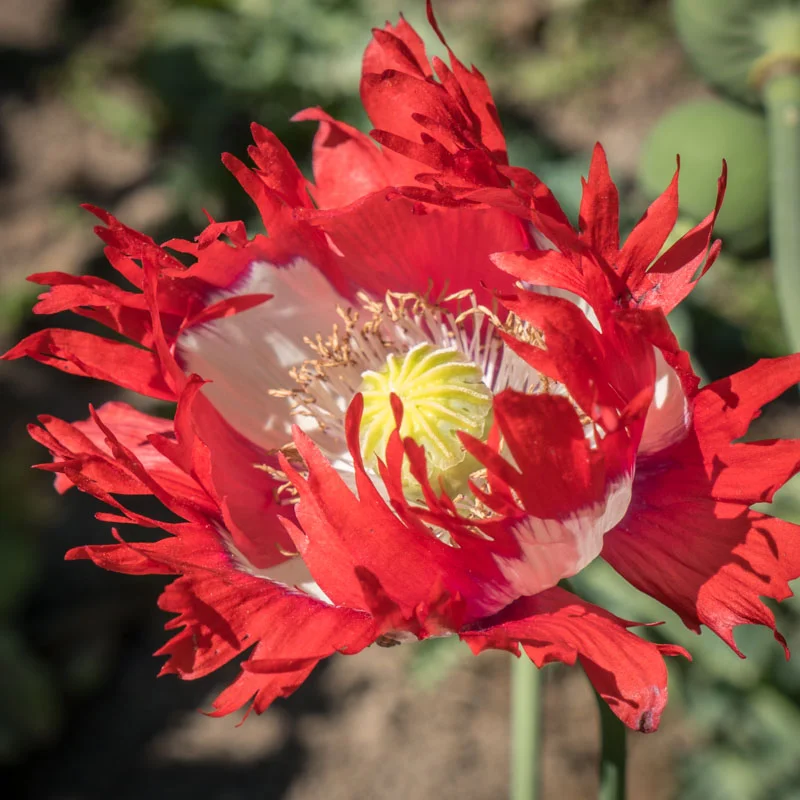 Pavots - Danish Flag