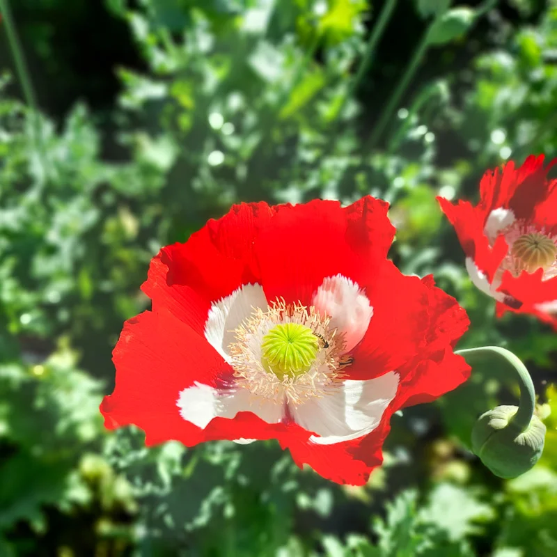 Pavots - Danish Flag