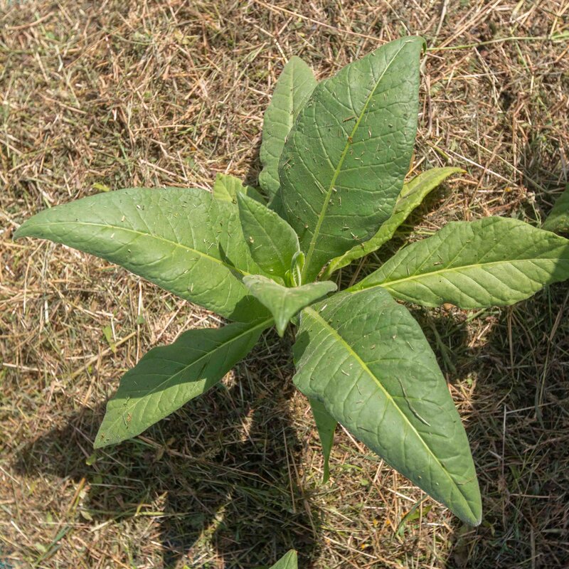 Tabacs - Gold Leaf Orinoco