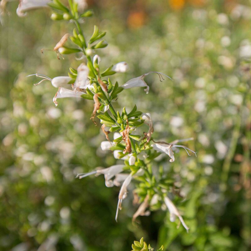 Sauges - Salvia mellifera