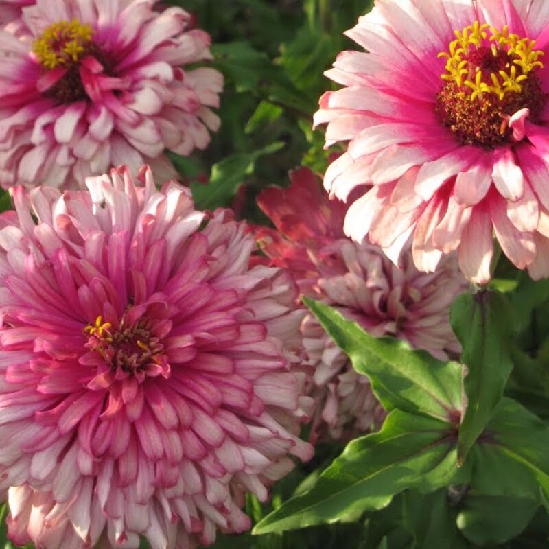 Zinnias Morfire Mix Association Kokopelli