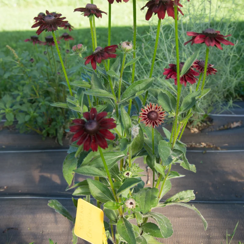 Rudbeckia - Cherry Brandy