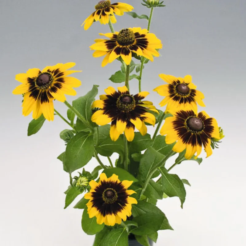 Rudbeckia - Denver Daisy