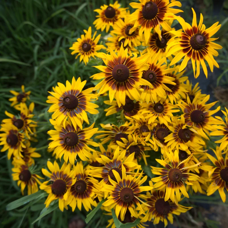 Rudbeckia - Denver Daisy