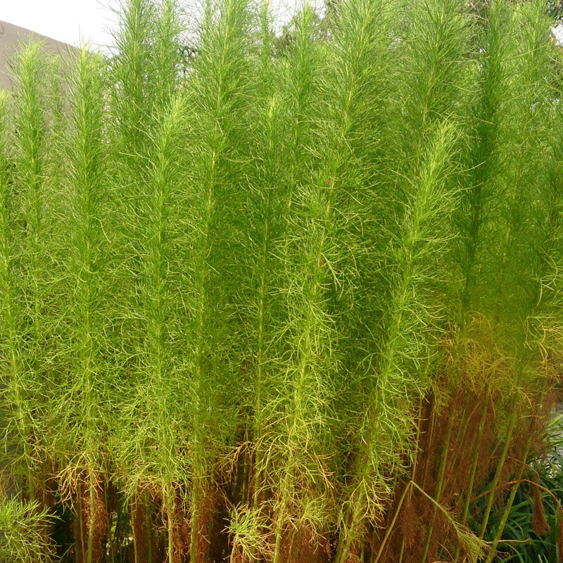 Artemisia - Armoise à Balais
