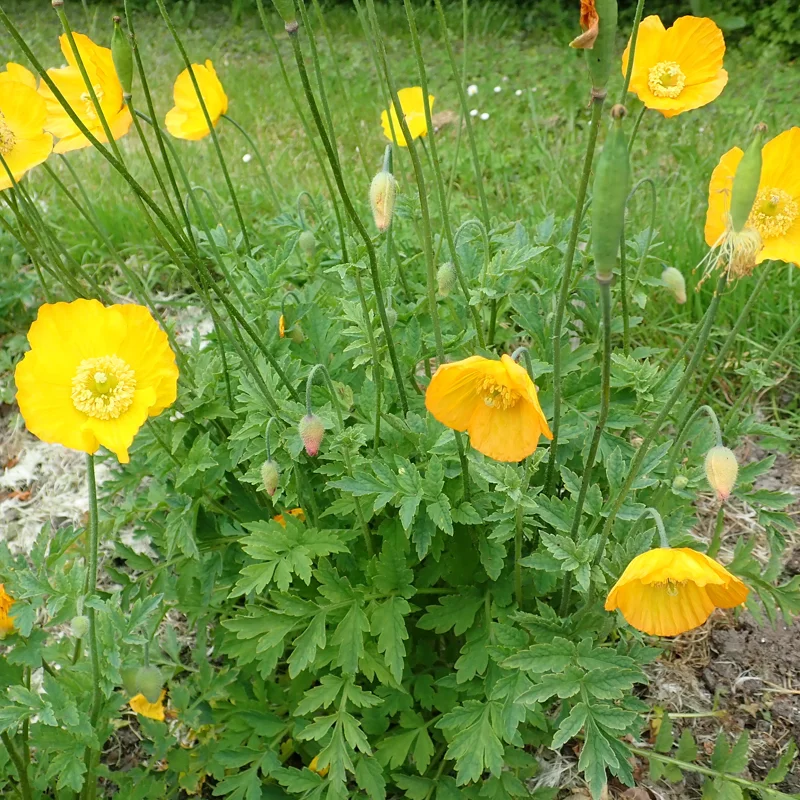 Pavots - Pavot du Pays de Galles