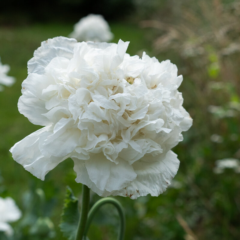 Pavots - Snowball Peony