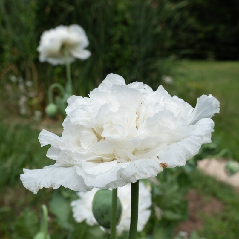 Pavots - Snowball Peony