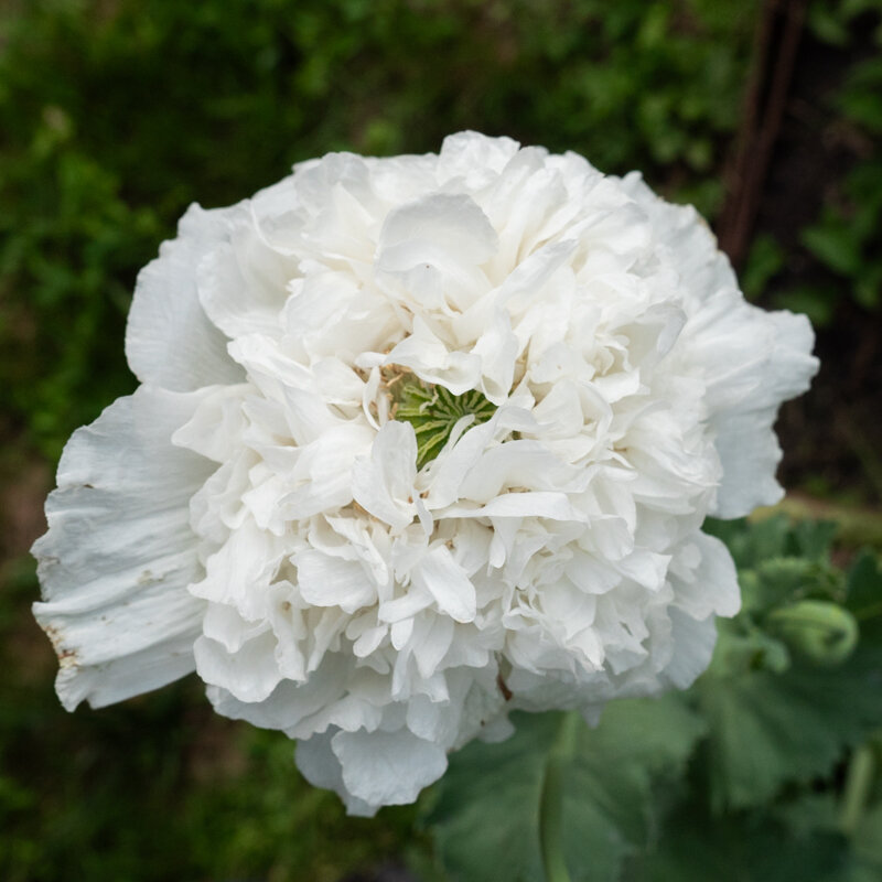 Pavots - Snowball Peony