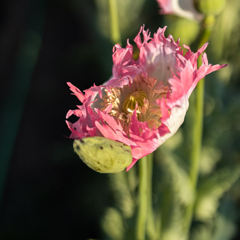 Pavot Amphora - Bio - Jardins de l'écoumène