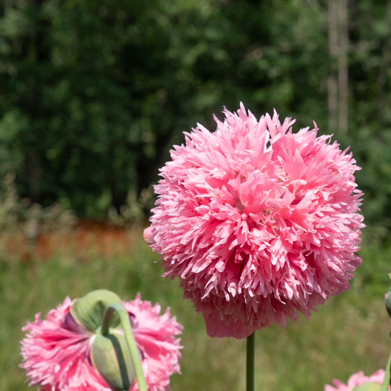 Pavots - Perky Peony Mix